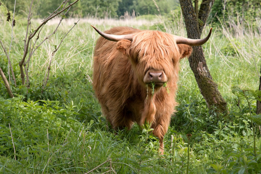 dintelse gorzen natuurgebied natuur natuurmonumenten schotse hooglanders brabant de heen landschap hdr